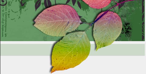 leaves